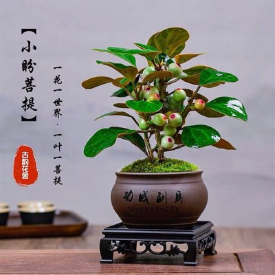 速发小盼菩提树盆栽带果挂果室内茶台摆件办公桌桌面盆景水培苔藓
