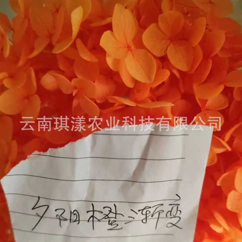 速发云南1000克袋装A级安娜小叶绣球花散装永生花保材料包辅材