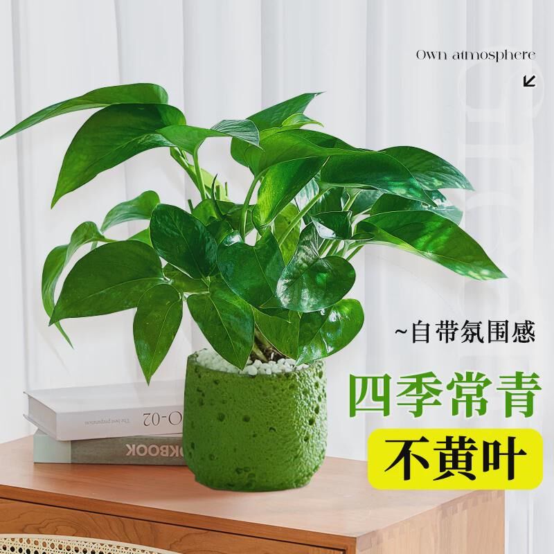 速发绿萝盆栽室内办公室桌面绿植四季好养适合懒人养的植物摆件高