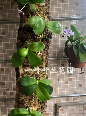 葡萄牙软木树g皮天然橡树皮头道皮  板植洋兰兰花软木阳台庭院兰