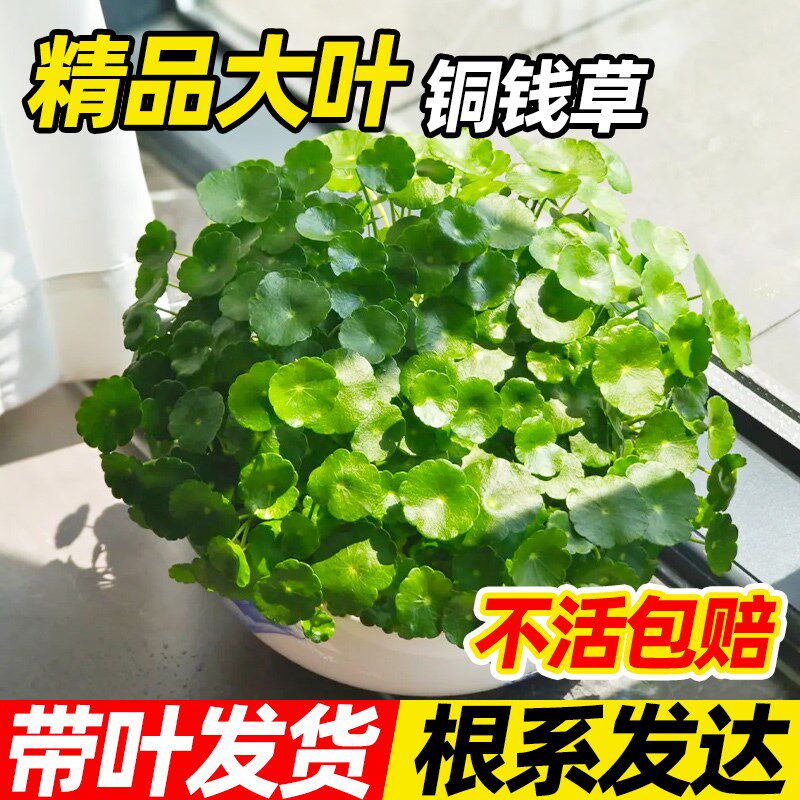 速发铜钱草水培植培植物盆栽室内小绿土花养水养金钱草四季好卉活