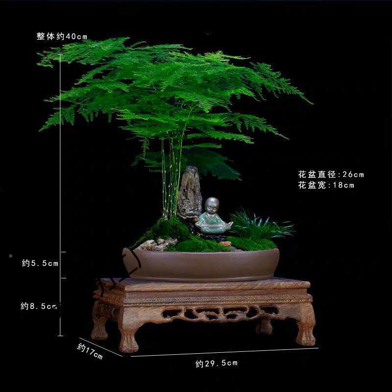 精品文竹盆栽室内档花卉山水造型盆景大植物客厅办公84959室植高