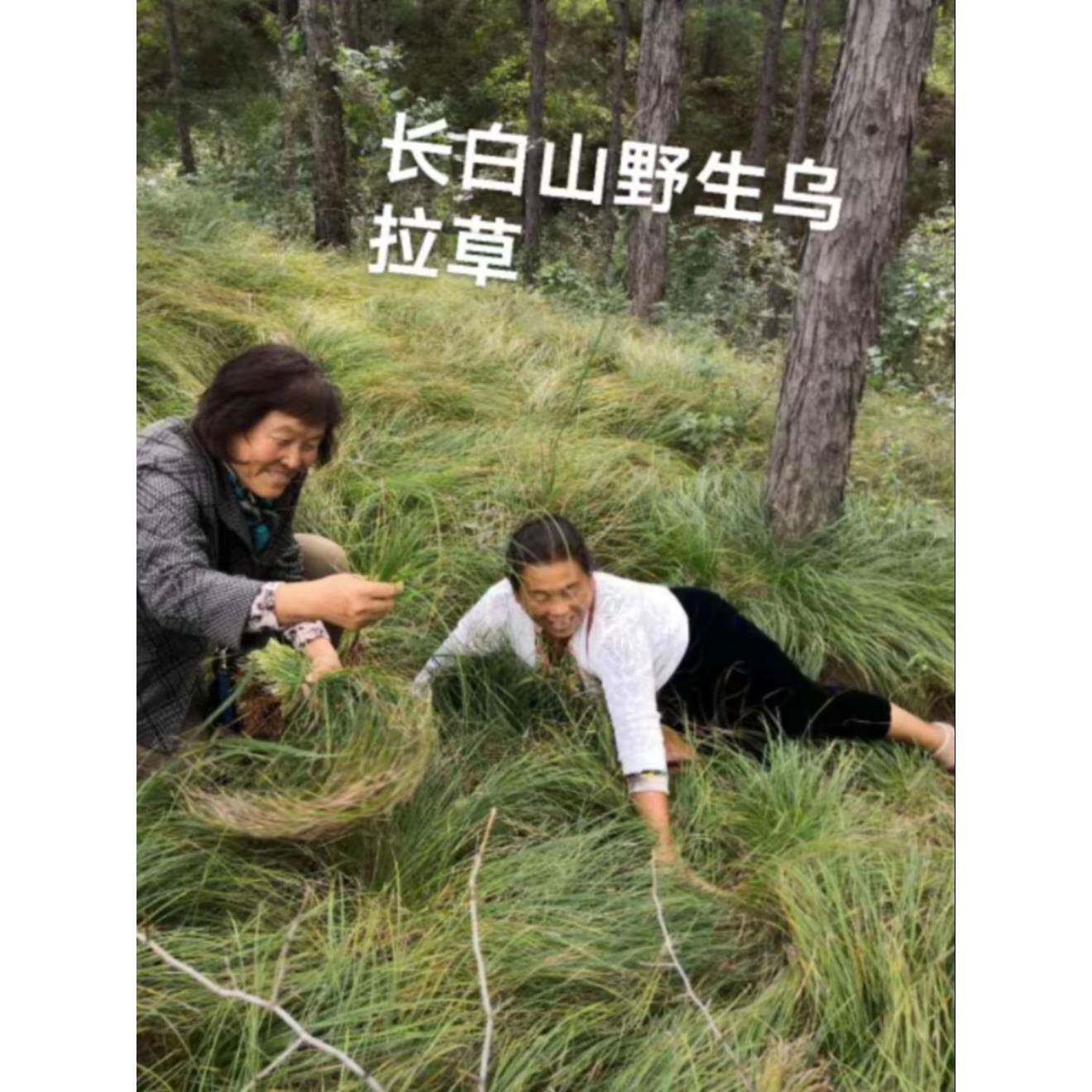 ?长白山乌拉草坐垫45*4白领司乘,WQD久5天坐，不粘裤子夏不闷冬天