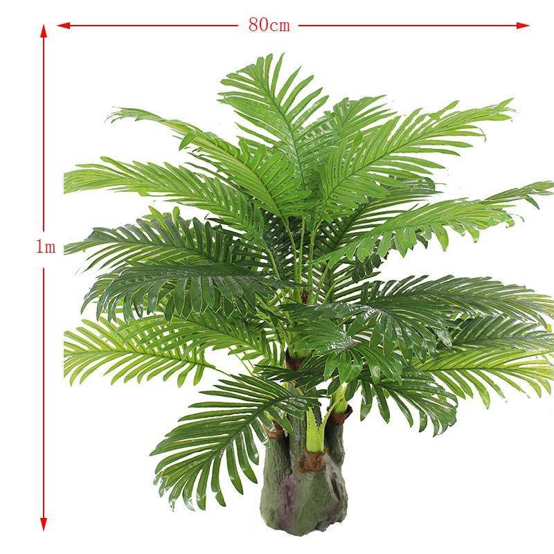 树真植物五头小071葵仿叶过棕榈科葵叶细葵叶羽胶毛葵落地盆景