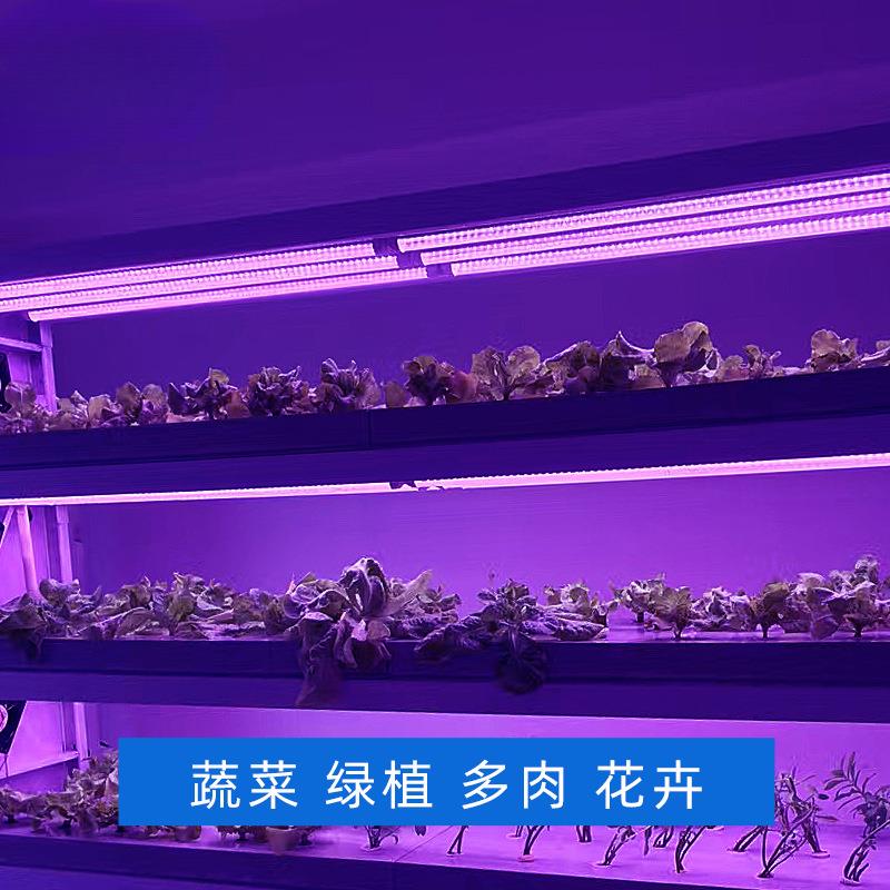 组培灯植物生长补光植育灯T8全光谱蔬d菜LXL绿苗le灯红蓝光