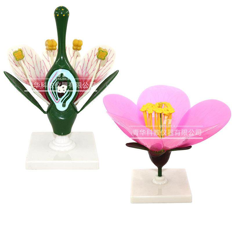 桃花模型桃花花蕊花瓣桃花内部结构构造放大模型初中高中生物实验,文具电教/文化用品/商务用品,教学标本/模型,淘宝优惠券,粉丝福利购,淘宝优惠卷