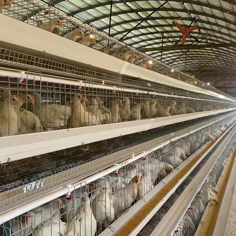 阶梯全动鸡笼笼全自自动蛋鸡殖养子组合阶梯式蛋鸡笼GFO子全套