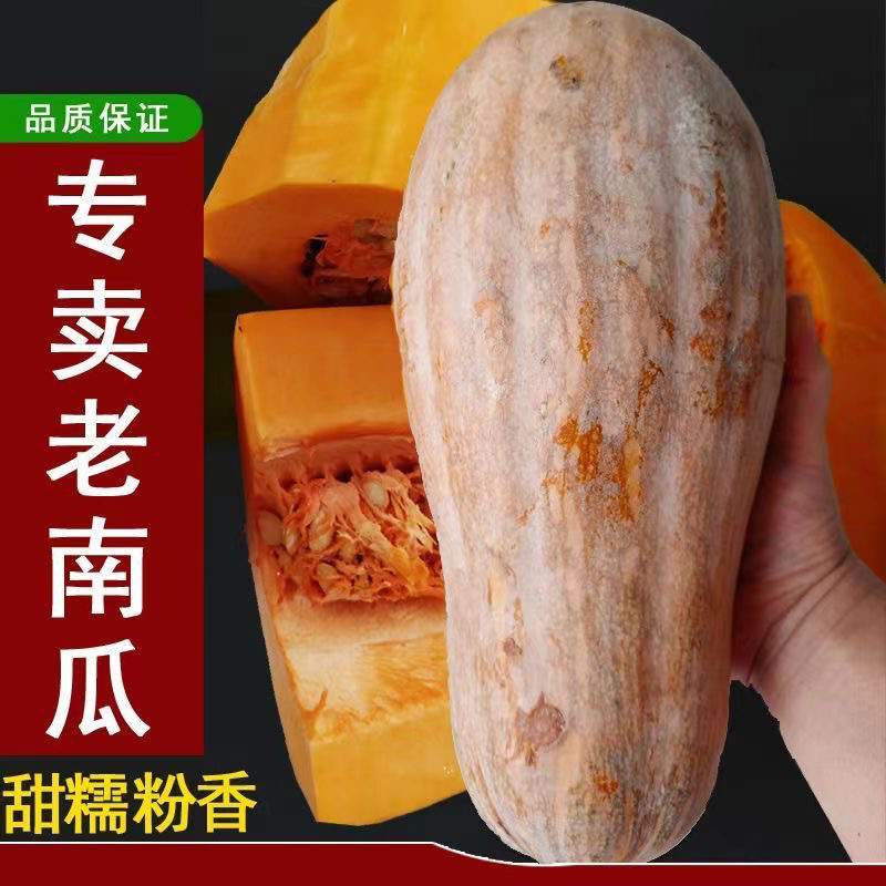 正宗湖北蜜本南瓜甜糯老品种南瓜