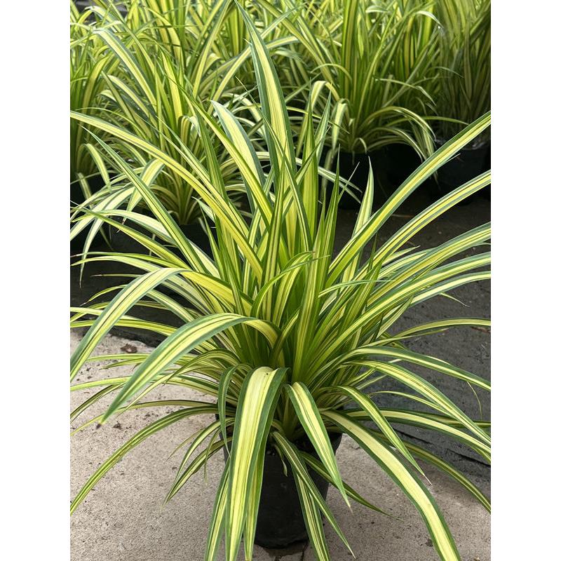 金心露兜盆栽台阳赏庭院花园花境园林景观叶金心露兜植物盆栽地栽