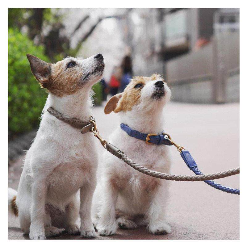 狗项圈qys01中型犬颈牵引绳子高宠端大狗脖圈结实网红柯圈基金毛