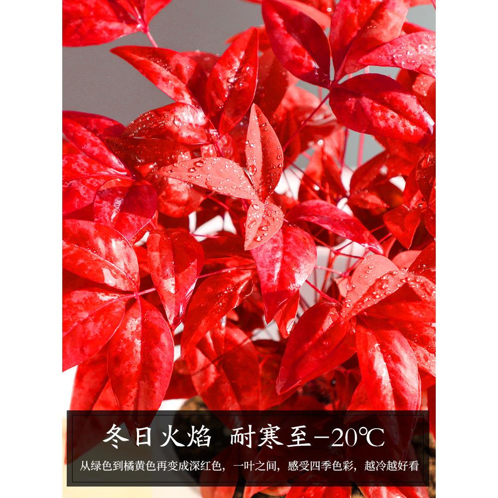 火WHC焰南天竹盆栽观养红叶绿植中式禅意四季叶面桌花卉好耐寒植