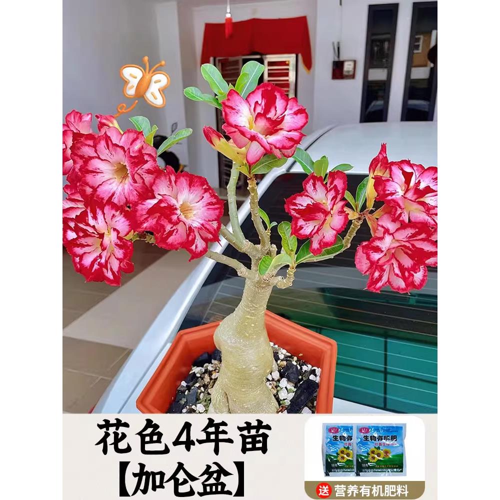 漠玫瑰重栽瓣带花盆苞盆绿植老桩室沙内阳沙漠玫瑰台小景多肉植物