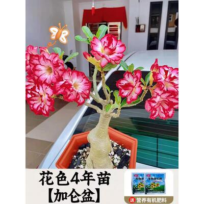 漠玫瑰重栽瓣带花盆苞盆绿植老桩室沙内阳沙漠玫瑰台小景多肉植物