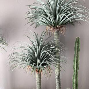 大假OXX型彷真树龙血绿树盆栽摩室洛哥龙舌兰千年木内植盆景落地