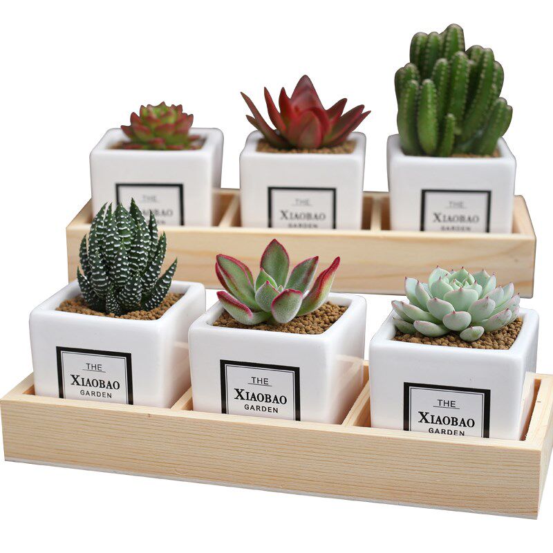 速发九块九包邮含盆含土多肉植物套餐组合盆栽新手桌面花卉绿植套