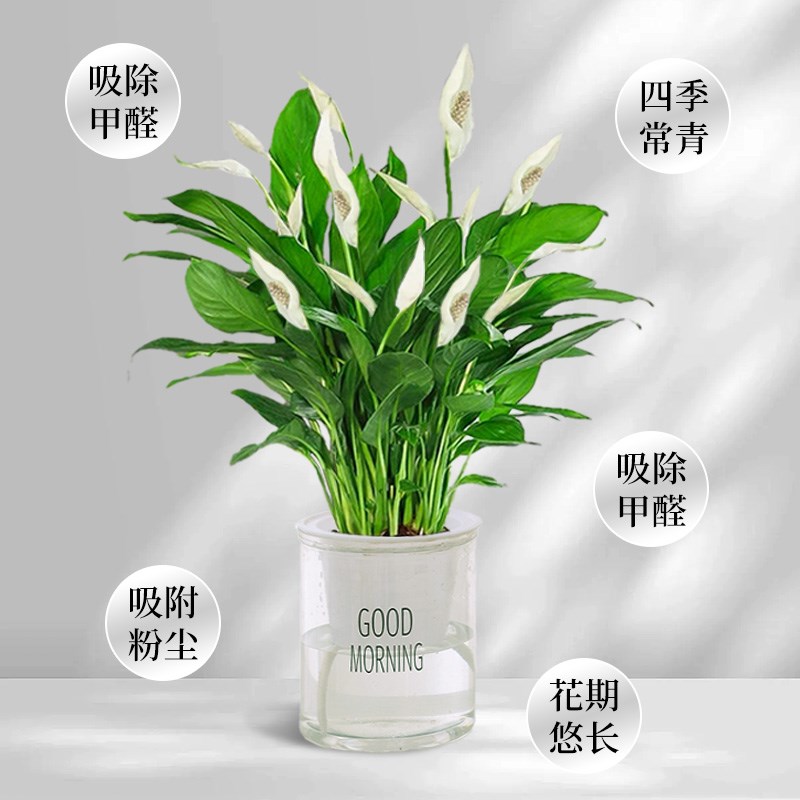 速发一帆风顺盆栽白掌教师节花卉绿箩水培植物室内办公室红掌四季