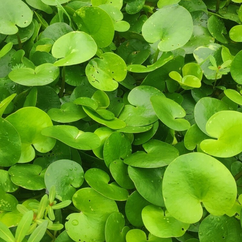 现货速发水鳖水草马尿花芣菜水白水苏水生植物水面圆心叶浮萍养龟