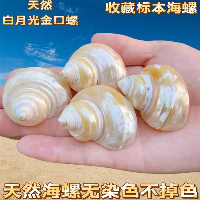 速发海螺贝壳去皮黄银口螺寄居蟹替换壳鱼缸造景装饰摆件卷贝鱼