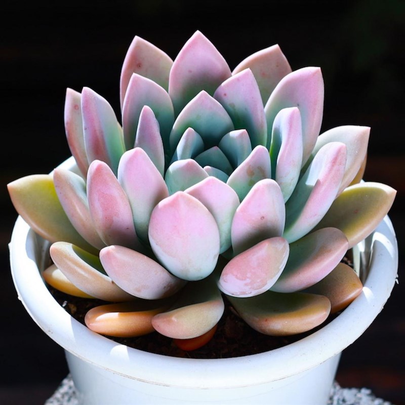 速发奥普贵娜多肉植物肉琳大老桩大颗好养带盆栽好精品肉货易活办