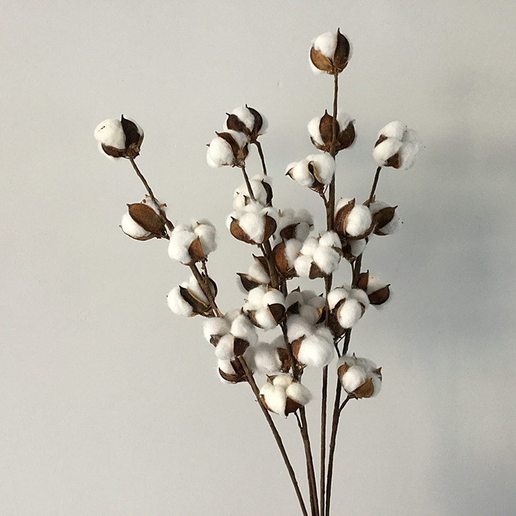 干花 8头天然棉花干花 多头棉花枝 棉花花束 拍摄道具棉花干花头