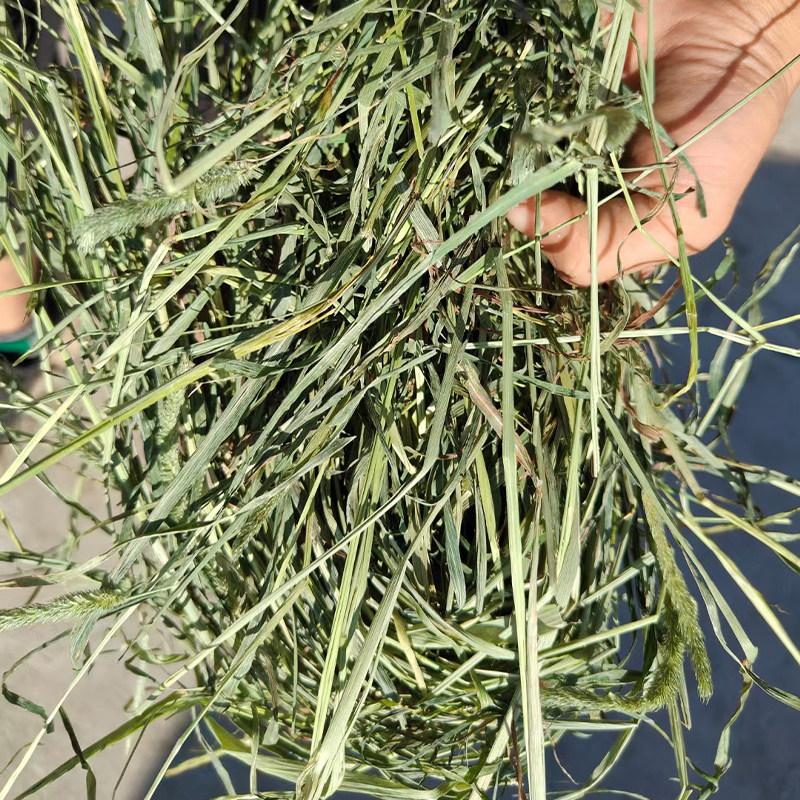 预售】2024头茬晒干提摩西草5斤晒干北提兔子主草荷兰猪磨牙首选