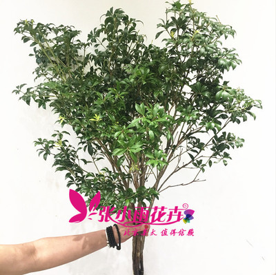 进口马醉木吊钟水培植物办公室小森林家庭观赏木本鲜切枝北京直批