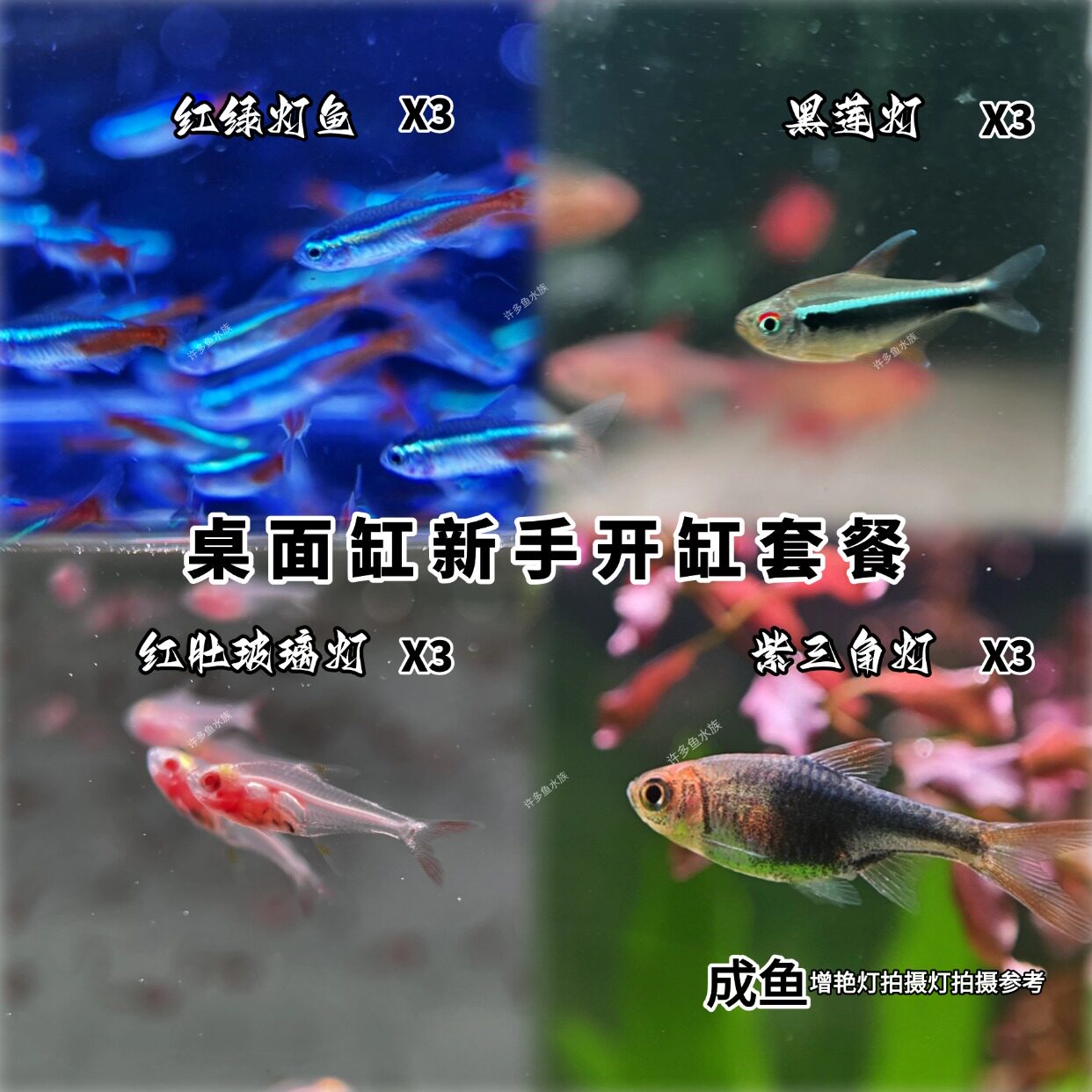 上海发货精品灯科鱼组合套餐红绿灯喷火灯红肚玻璃灯紫三角黑莲灯