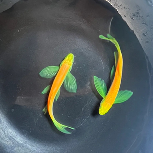 蝶翼斑马糖果七彩荧光龙凤暗夜翡翠蓝莓新手好养小型热带观赏鱼