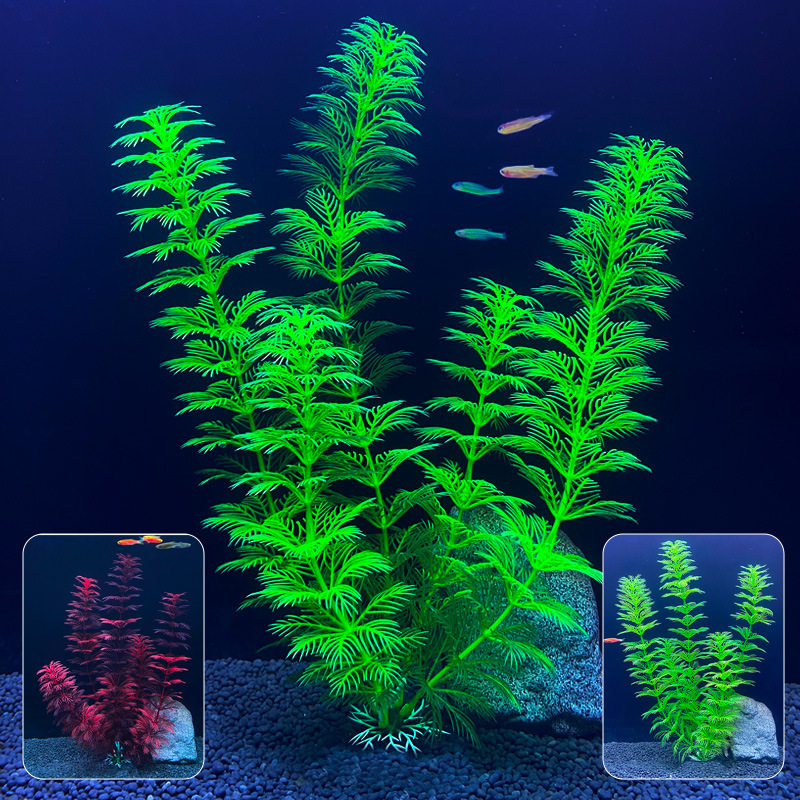 蜈蚣草小型鱼缸造景水草植物阴性草净水绿植新手养鱼绿菊后景真草