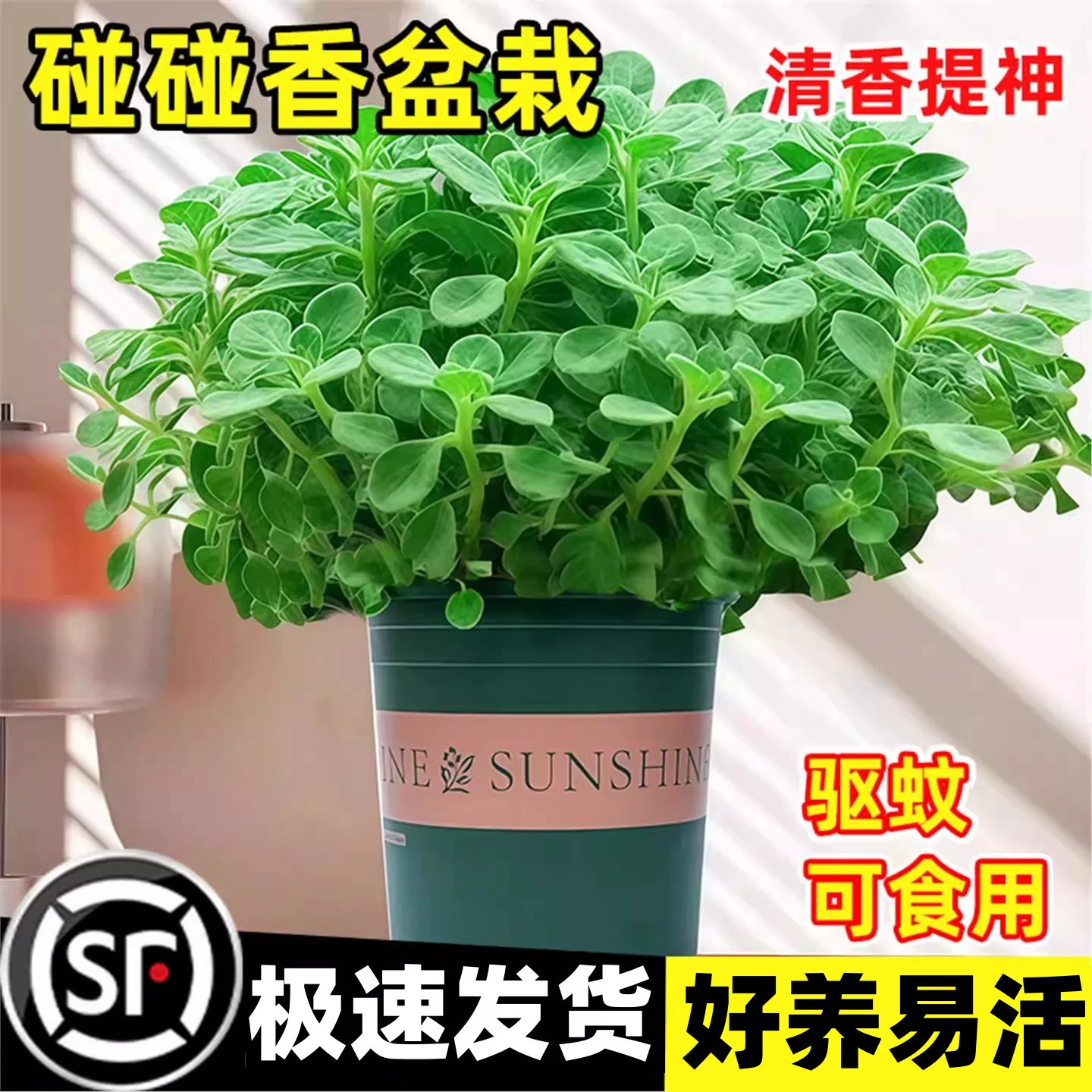 碰碰香盆栽植物花卉室内办公室桌面驱蚊趣味一抹香小绿植净化空气