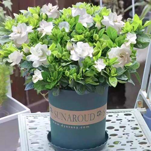 【下单立减30】大叶栀子花盆栽幼苗花卉浓香型开花芳香庭院阳台-X