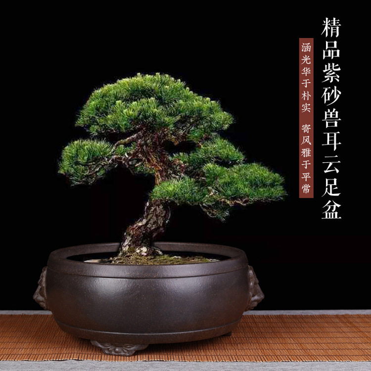 精品紫砂花盆兽耳云足兰花多肉菖蒲客厅盆景创意陶瓷园艺花卉批发