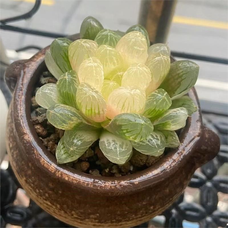 蛇年新品白娘子玉露组合多肉植物C盆栽客厅办公室阳台新手好养花 - 实物图