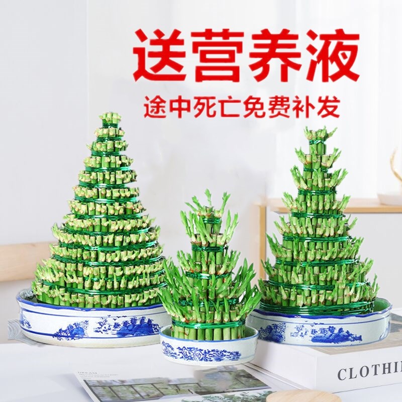 速发富贵竹塔节节高招培植物水养客厅办公观水财桌音竹盆栽带根转