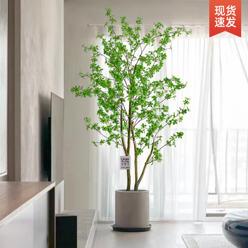 速发吊钟绿植客厅大饰落地盆栽室内装型摆件醉生马仿木植物树