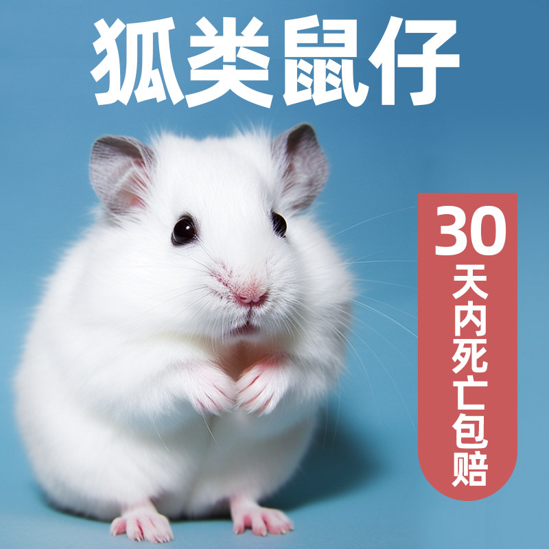速发仓鼠活类银狐物布丁一对合笼子包活运输送集无需打