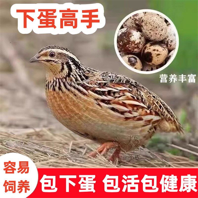 速发鹌鹑天天可下蛋繁殖鹌鹑鸟活物台饲养青年黄羽鹌鹑活苗