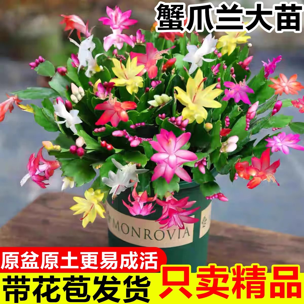 速发绿爪兰内栽带花苞嫁接重瓣双层仙人指新品台蟹植物室盆花苗花