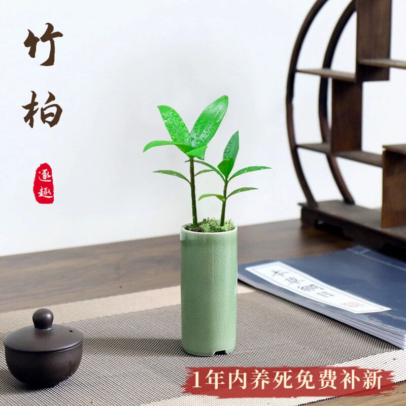 速发竹柏盆栽办公室盆面脚植好养活室内桌景植物花九里香鸭绿木罗