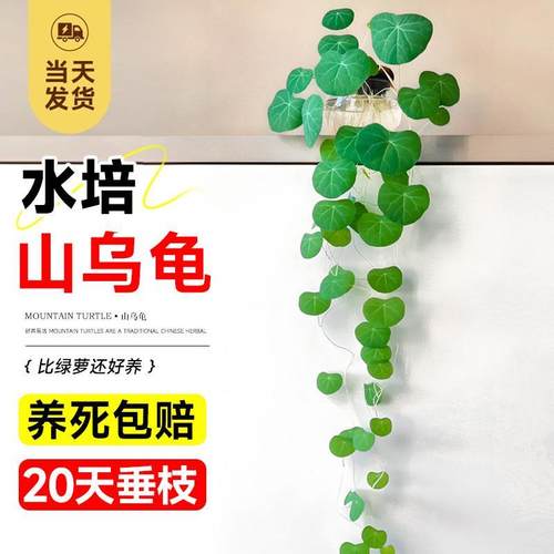 速发水培叶乌龟爬藤植物一山龟盆栽种叶红藤观球室内好养桌面四季