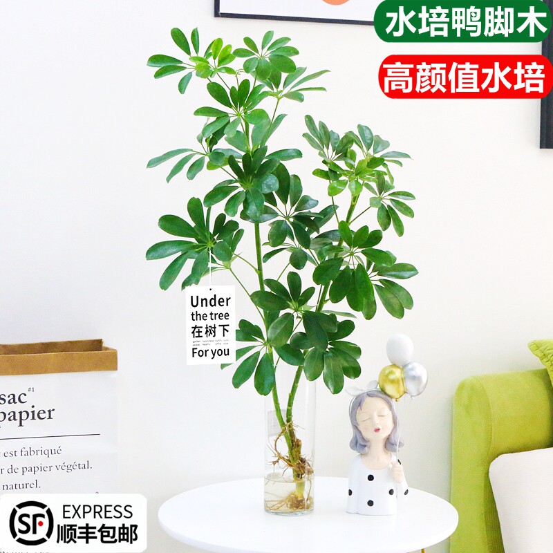 速发植脚木盆栽水鸭植物绿培室内大型好养鸭掌木花卉八方来财七叶