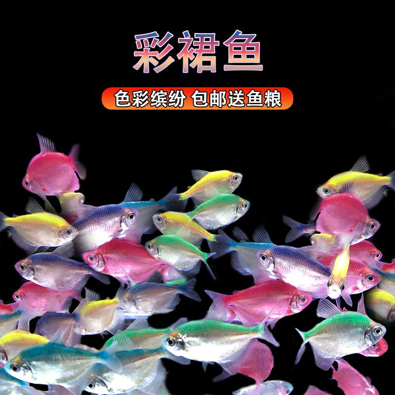 彩裙鱼观b赏鱼七彩裙鱼活体淡水小型群游孔雀鱼清道夫金鱼扯旗草