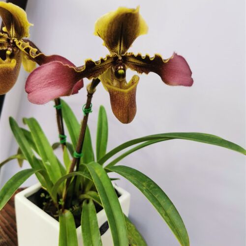 绿缘兰花 带叶兜兰(Paph.hirsutissimuNm)实生苗原生种桌面盆栽