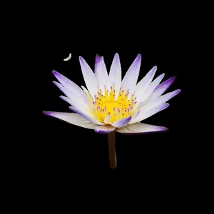 迷你睡莲黑美人睡莲鱼缸栽培小z微型睡莲带花 带花苞水生花卉 包邮