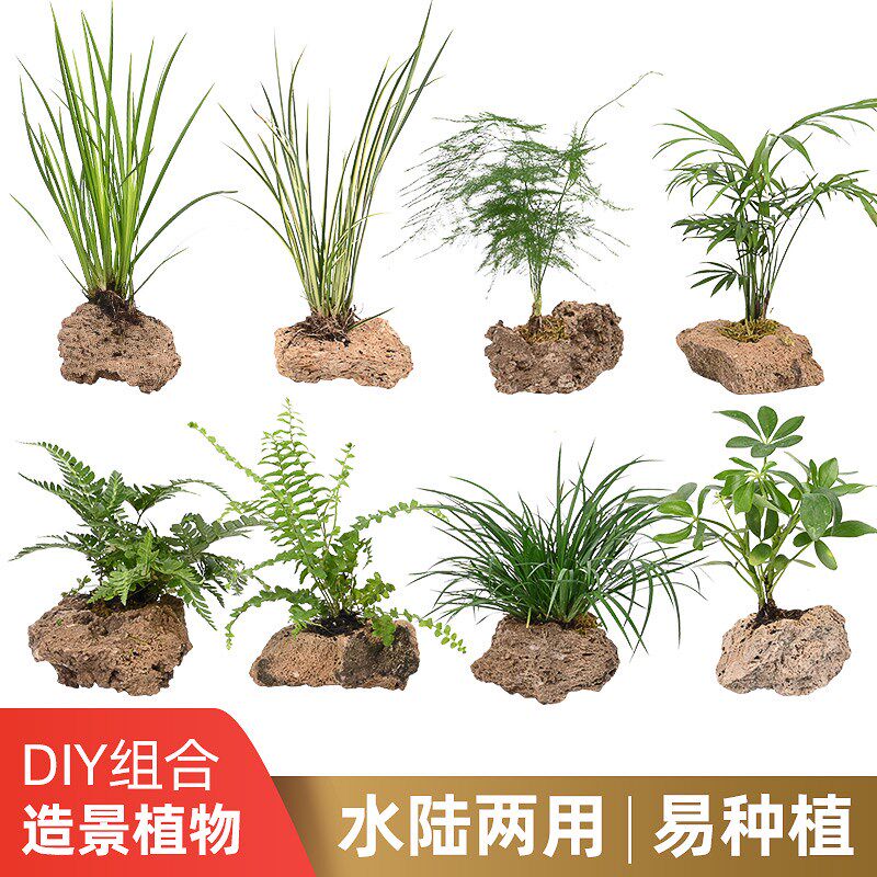 现货速发黄缘龟造景植物乌龟饲养箱水草养龟生态缸微景观绿植装饰