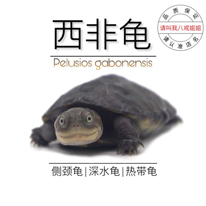 现货速发八戒姐姐西非侧颈龟西非龟深水龟蛋龟长颈龟乌龟活物 观