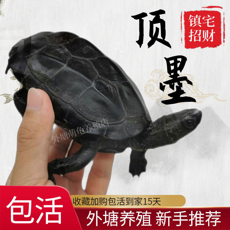 现货速发顶墨龟乌龟活物全黑中华草龟小乌龟苗外塘招财长寿龟观赏