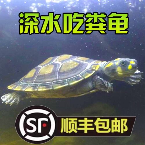 现货速发黄头侧颈龟忍者神龟深水长颈观赏公母苗笑脸鱼缸吃粪忍者