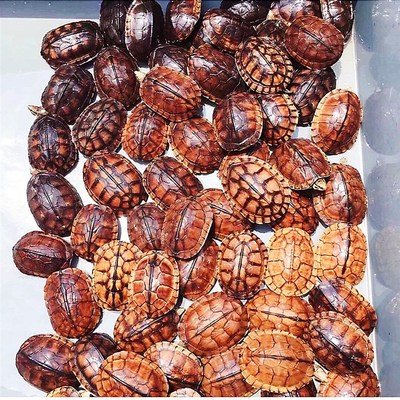 现货速发纯种石金钱龟苗正宗南石龟苗