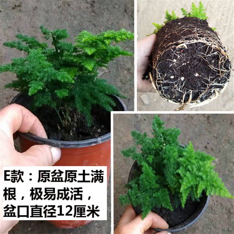 现货速发云竹原盆唐山文竹唐山云竹唐山矮云竹唐山矮文竹云松竹矮